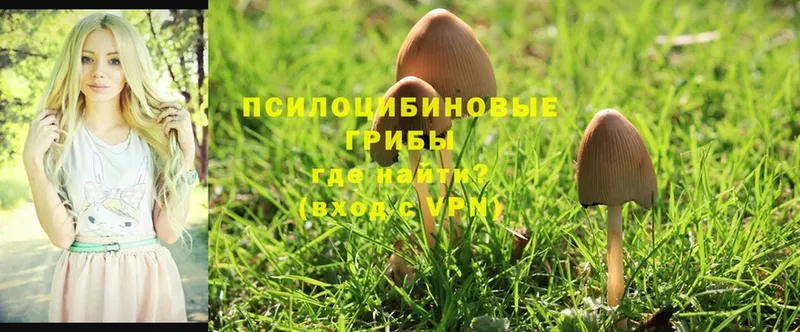 дарнет шоп  Заволжск  Галлюциногенные грибы MAGIC MUSHROOMS 